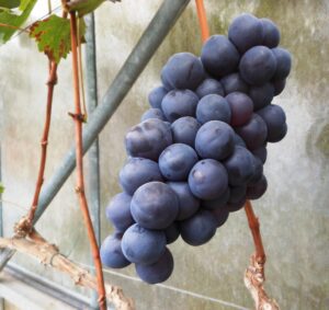Druiven – het is druk in de kas